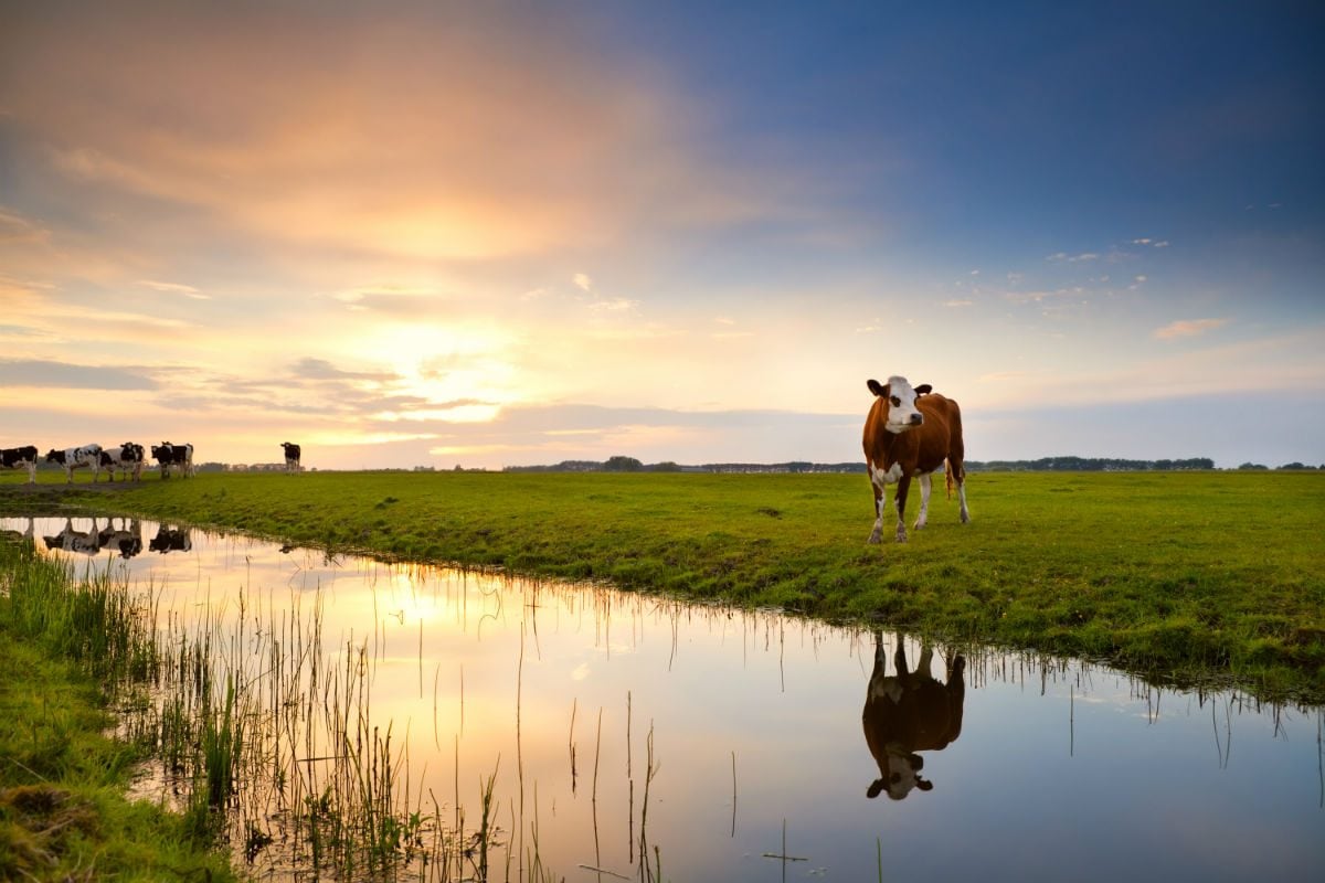 Koeien in Nederland
