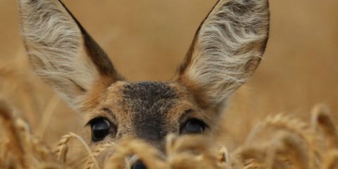 8 wild animals you can see close to home in Europe