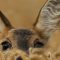 8 wild animals you can see close to home in Europe