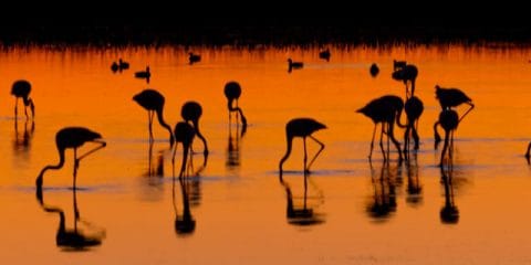 By bike among the birds