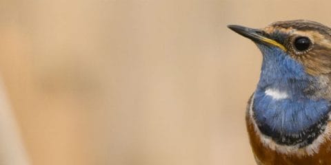 Camping and bird spotting: 4 hotspots in Europe