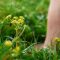 The 5 best barefoot paths in the Netherlands