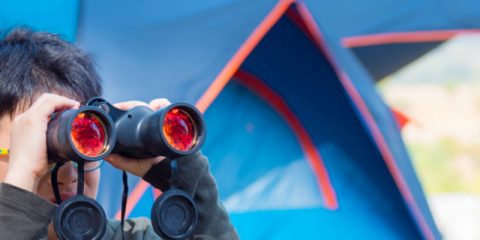 Which bird is sitting in front of your tent?