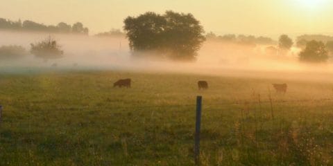 From cuddling a cow to sipping a great wine: farm campsites!