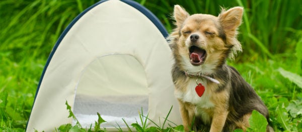 Is your four-legged friend going camping with you? Make a separate checklist for your dog.