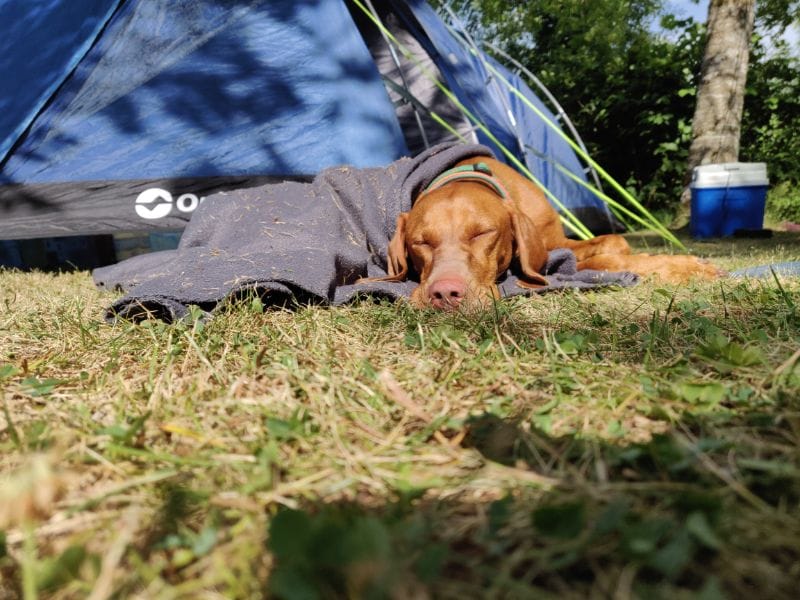 Dog Runa was also tired from the long trip. Time for a little nap by the tent...