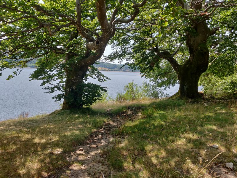 Many of the beech trees in Haut-Languedoc are very old.