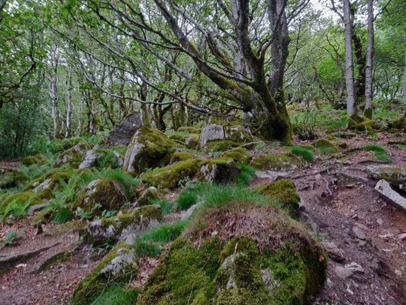 The hike to Pic du Montalet is worth it if only for all the beautiful beech trees that have been twisted by the wind.