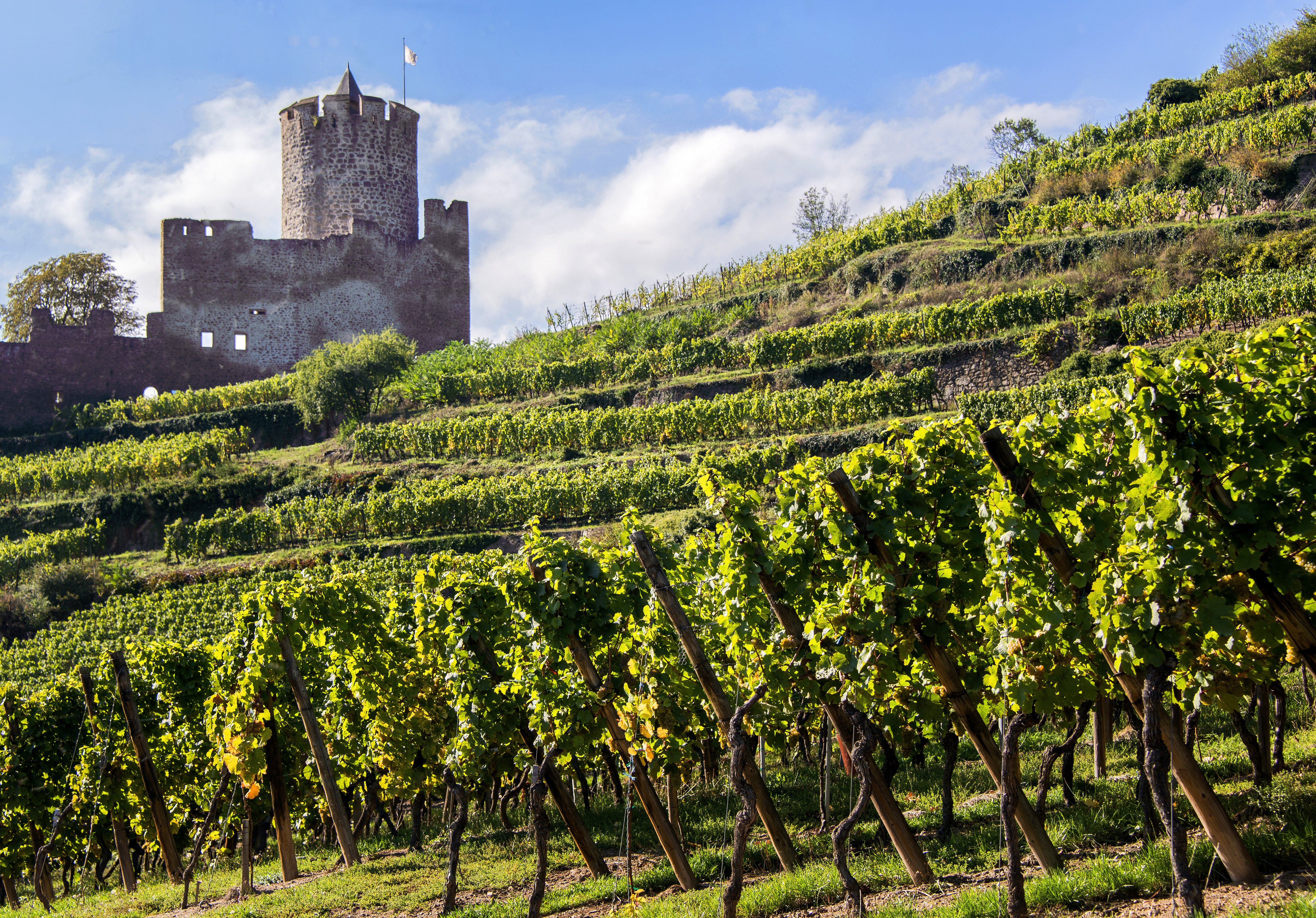 Elsässer Weinstraße Weinberge im Elsass