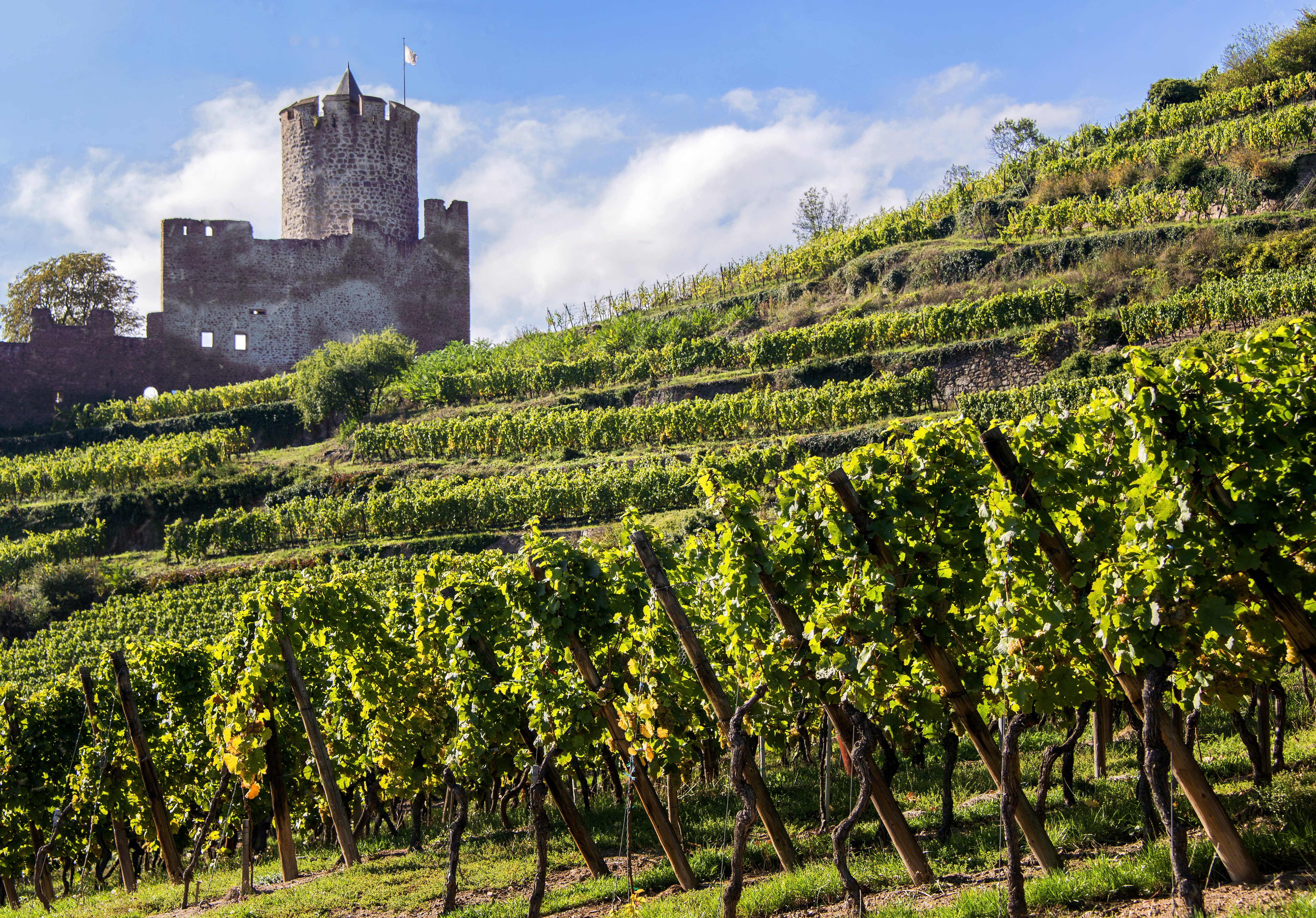 Weinberge im Elsass