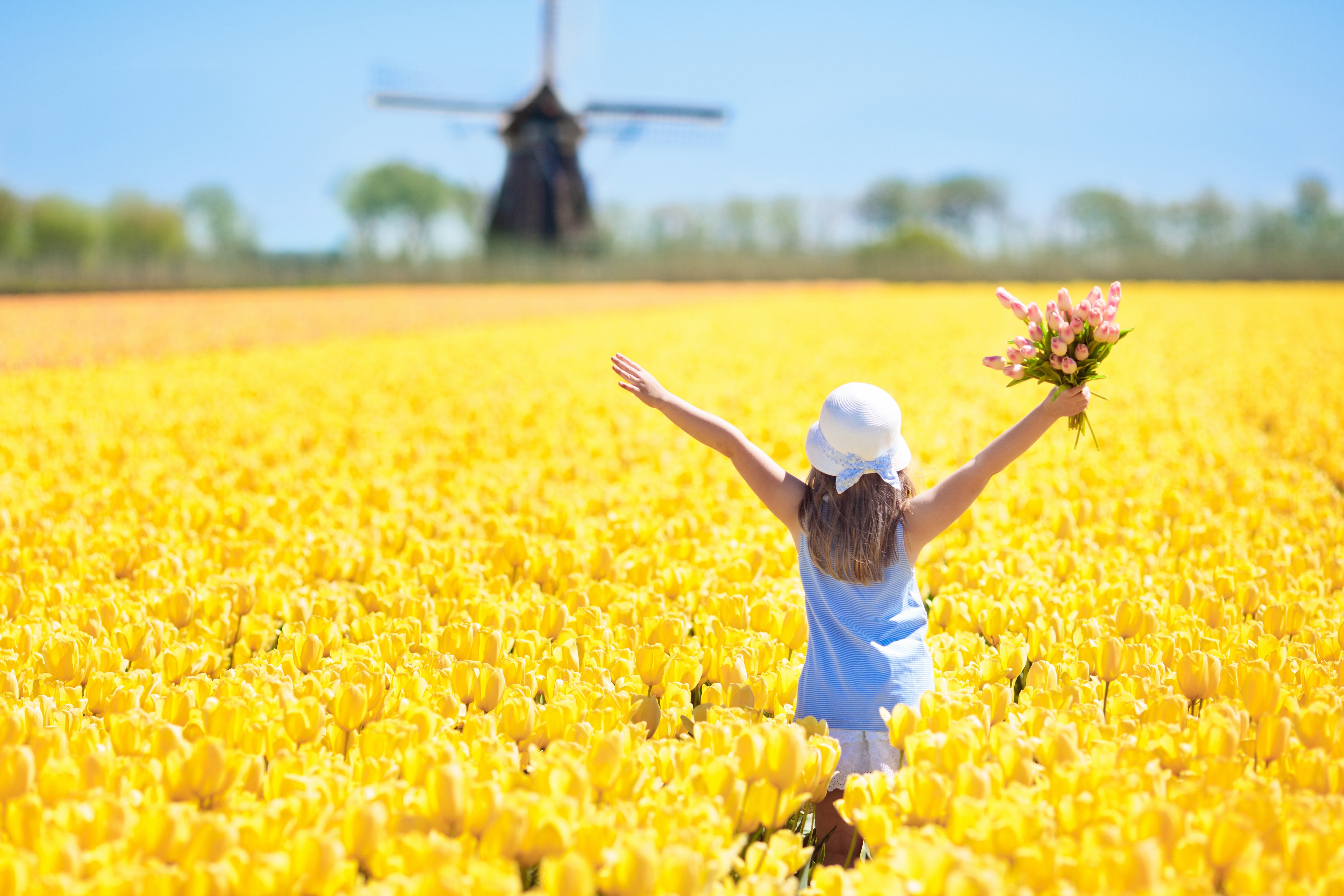 Tulpenfeld in Südholland Tulpenfeld in Südholland