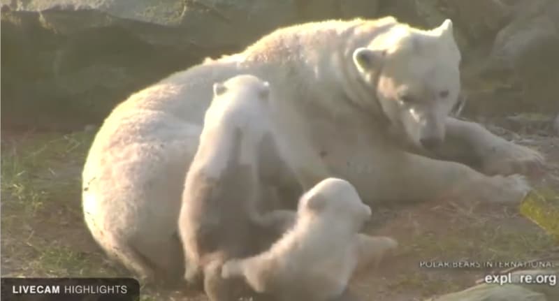 Polar bear with her two cubs. 