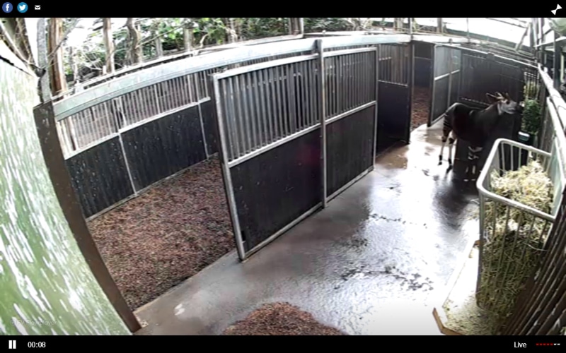 The residence of the okapi in Blijdorp Zoo.
