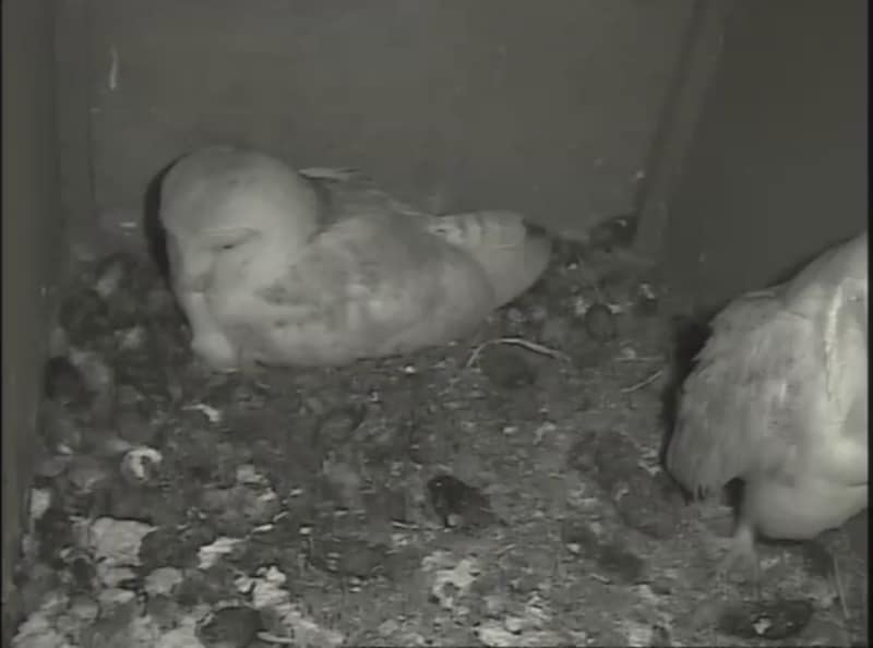 Two barn owls in their nest in Dorset (southern England). 