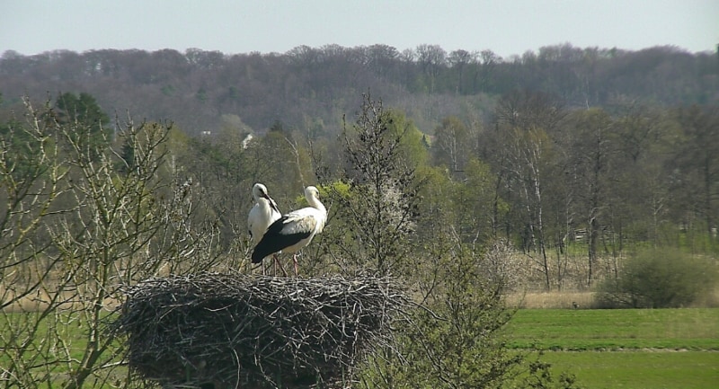 Storks look out from their nest. 