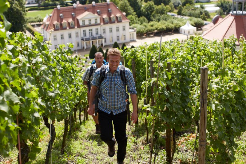 Schloss Wackerbarth Weinbergswanderung