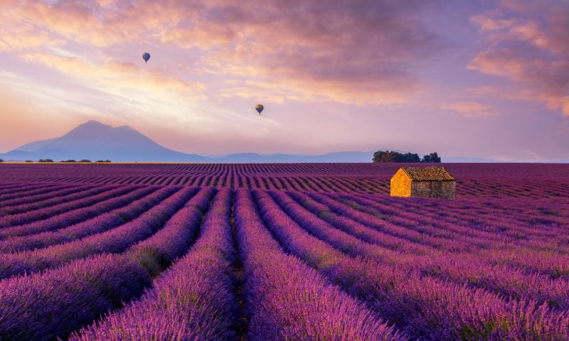 Lavendelr in the Provence