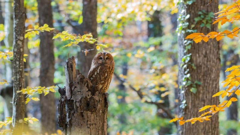 Tawny owl in autumn