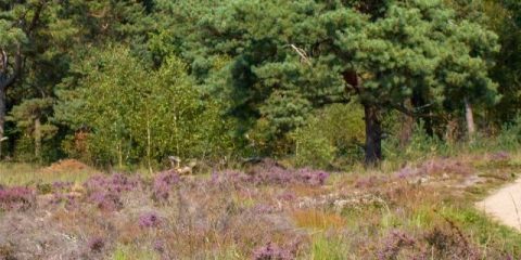 Cycling and camping in the Netherlands: what you need to know