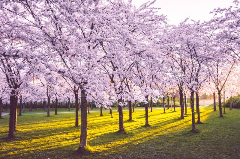 Cherry blossom in the Netherlands