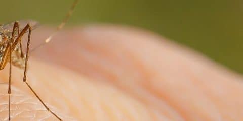 How to combat mosquitos at the campsite