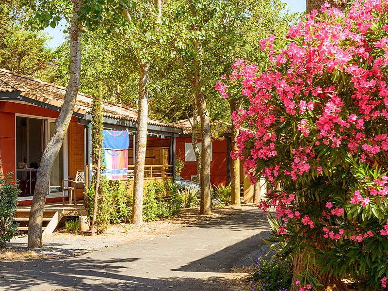 Les Sablons campsite: orange mobile homes with bath towel in the background. Large bush with pink flowers in the foreground. Camping Les Sablons was voted “Best campsite” in France.