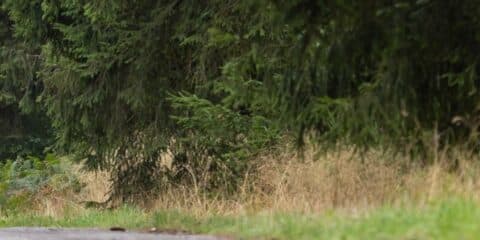 Camping in the Ardennes during the ACSI FreeLife TestTour