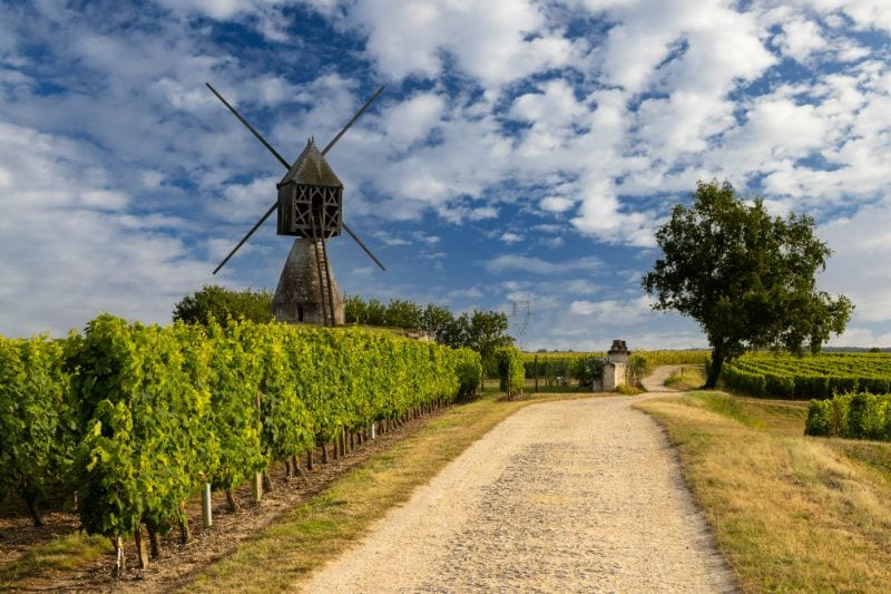 wine yard