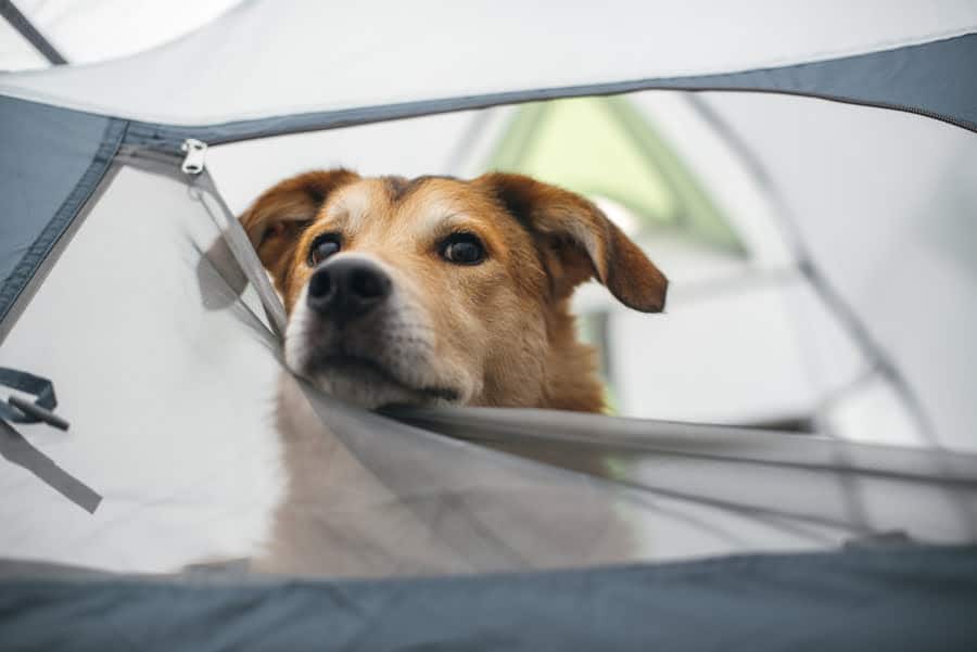 dog lying inside a tent